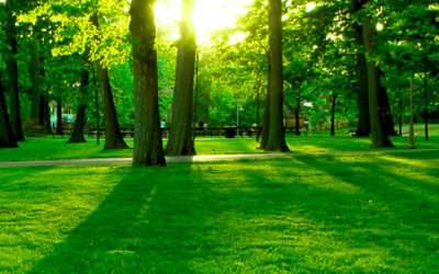 How Can I Grow Grass in the Shade?