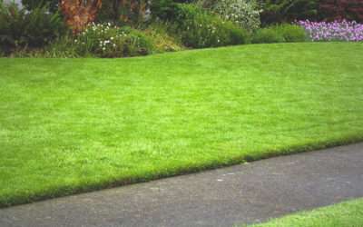 Healthy Turf Helps The Earth