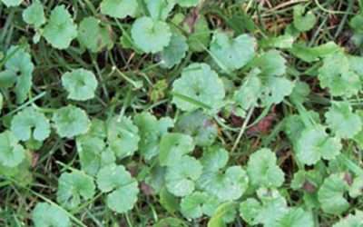 Specialty Weed Control