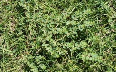 Why Fall Weed Control is Important