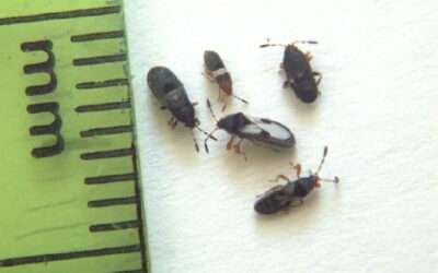 Lawn Pests in Illinois: Chinch Bugs