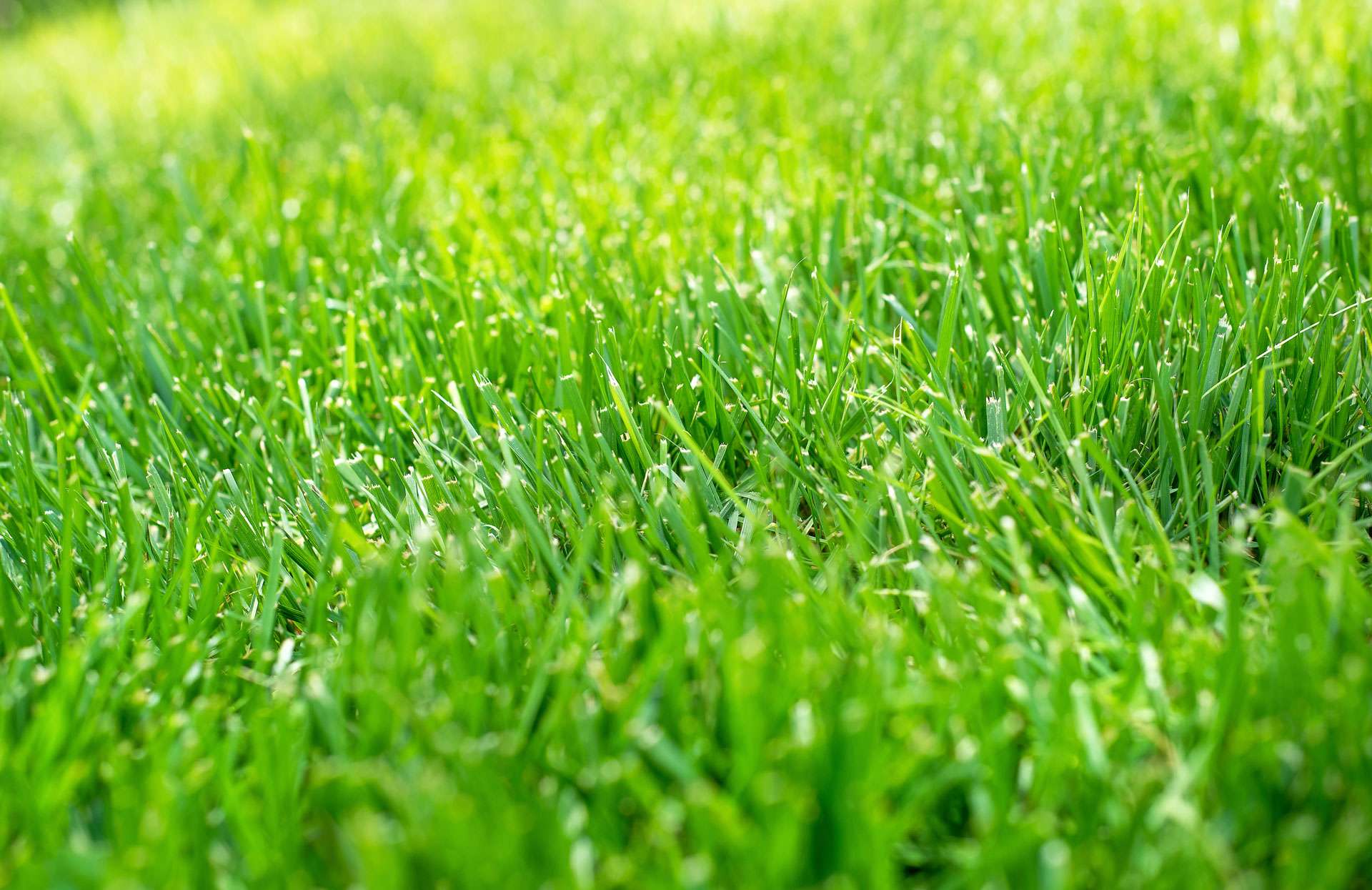 Emerald Lawn Care Lawn Care Services