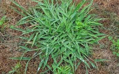 How to Get Rid of Crabgrass