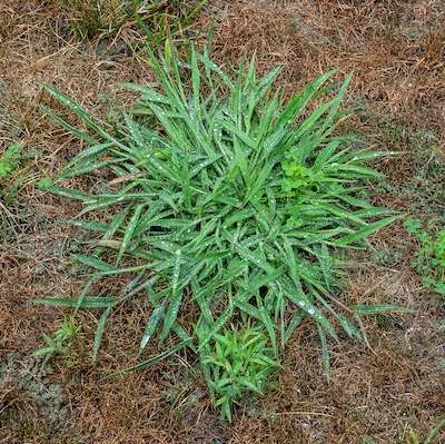 How to Get Rid of Crabgrass