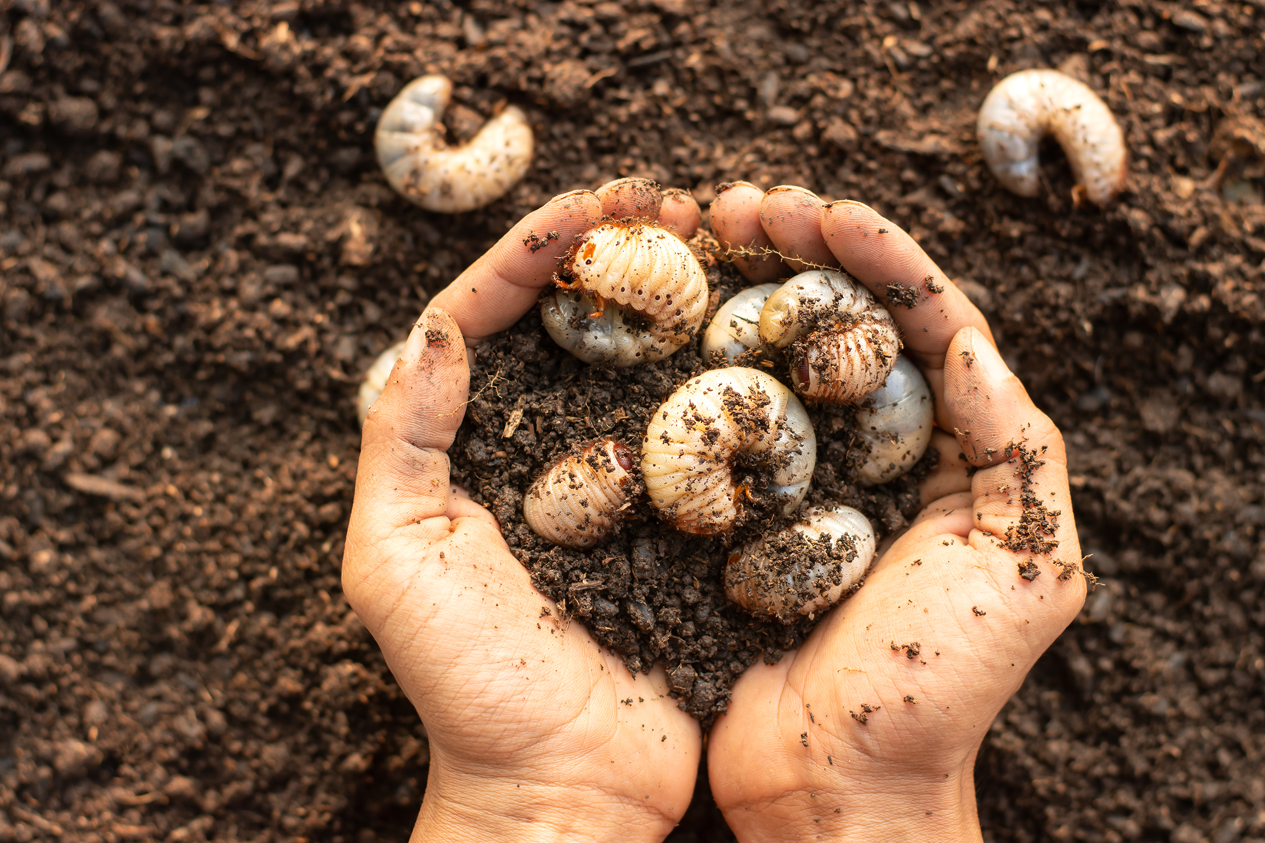 grub-control-lawn-care-services grub-control-lawn-care-services