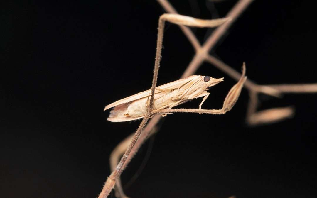 Lawn Pests in Illinois: Sod Webworms