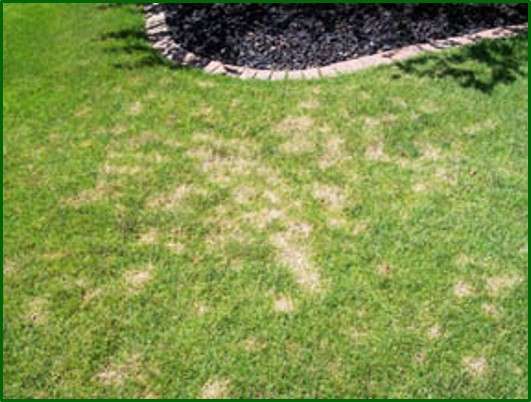 disease-control-for-lawns disease-control-for-lawns