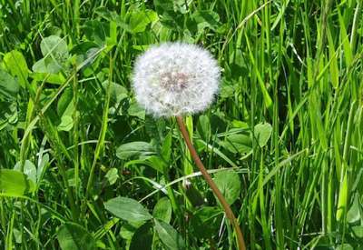 weed-control-services