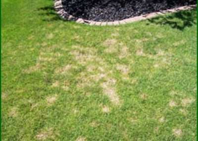 Lawn Care - dollar-spot-lawn-disease