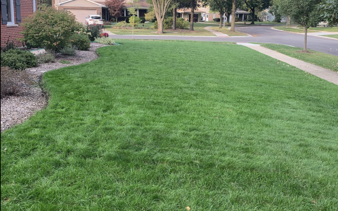 Avoid DIY: Choose a Lawn Care Program That Works