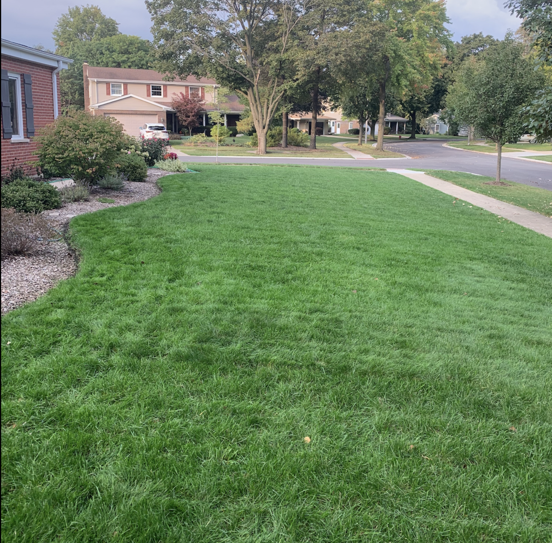 Lawn Care Near Me - Customer Lawn with green grass and no weeds Lawn Care Near Me - Customer Lawn with green grass and no weeds