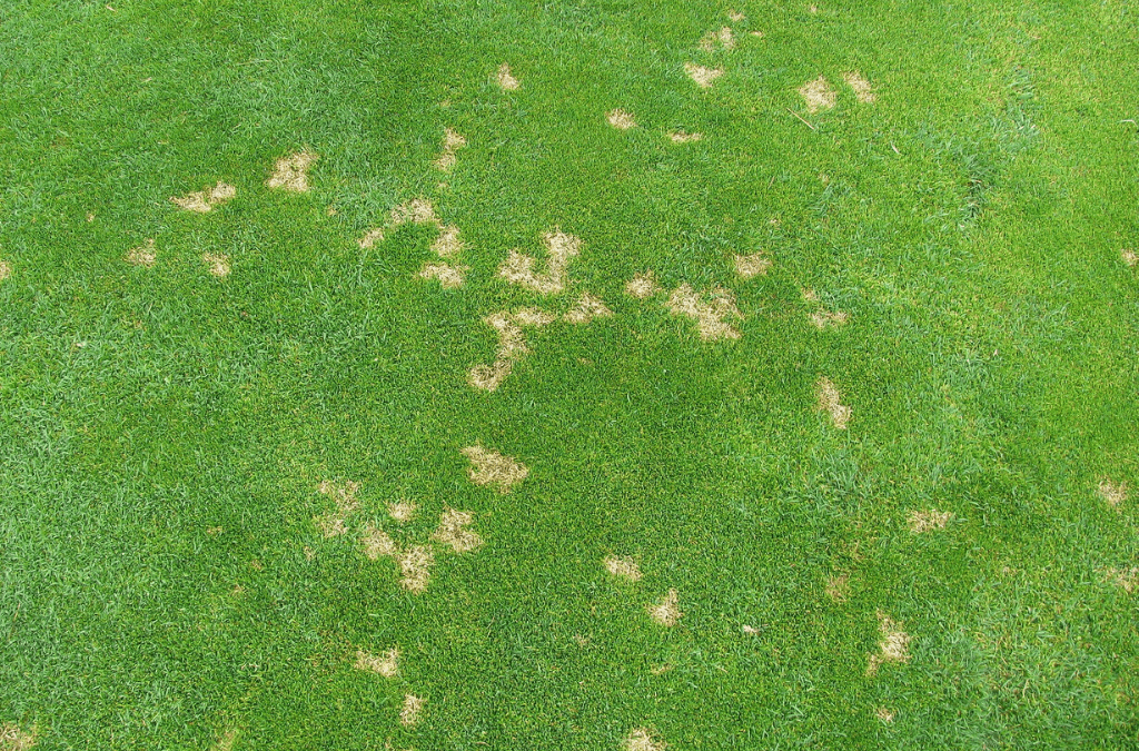 Common Lawn Diseases and How to Prevent Them