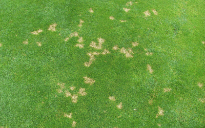 Common Lawn Diseases and How to Prevent Them